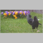 Corvus monedula - Dohle 09.jpg